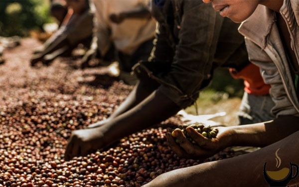 قهوه در قاره آفریقا 